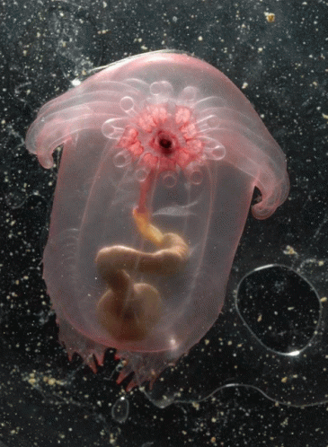 Deep Sea Animals Strange Animals GIF - Deep Sea Animals Strange Animals Jellyfish GIFs