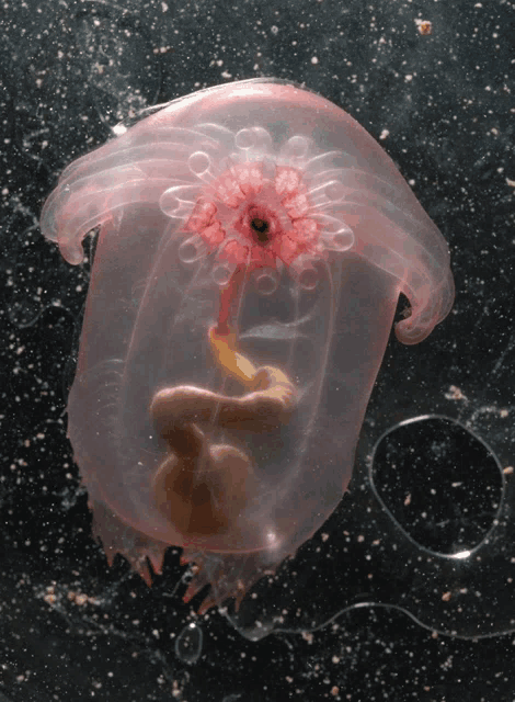 a clear jellyfish with a pink flower in the center