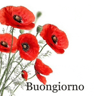 a bunch of red flowers with the word buongiorno written below them