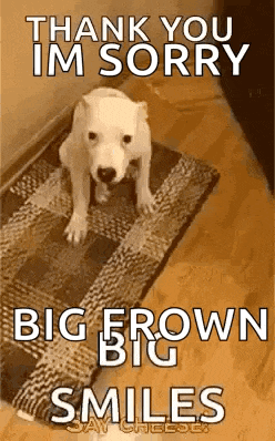 a white dog is sitting on a rug with the words `` thank you im sorry big brown big smiles '' written on it .
