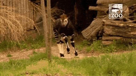 Okapi Animal GIF - Okapi Animal Run GIFs