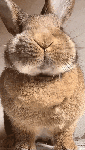 a close up of a brown rabbit 's face with its eyes closed