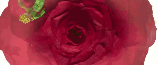 a green frog is laying in the middle of a red rose