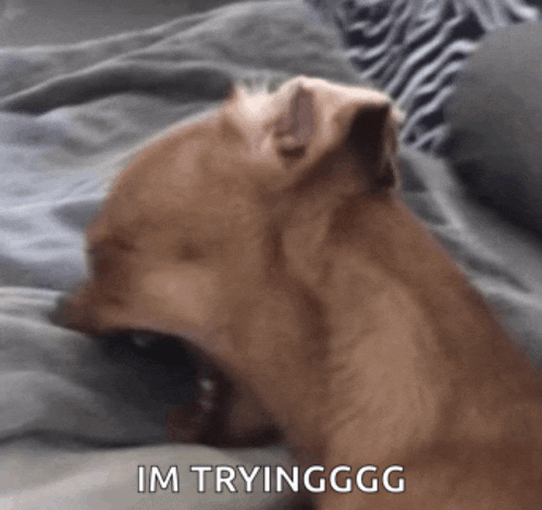 a brown dog is laying on a bed with the words im tryinggg written on the bottom