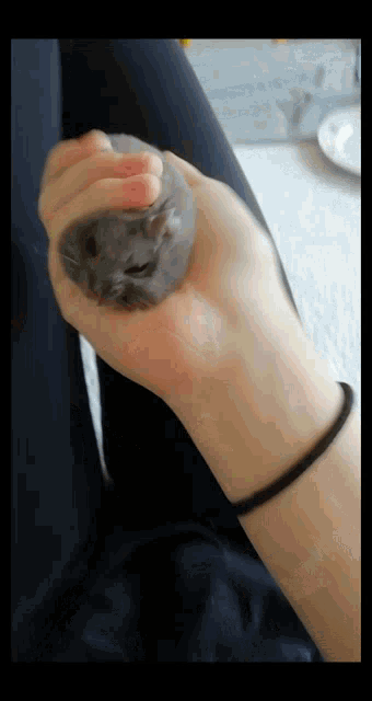 Hamster Cute GIF - Hamster Cute Pet GIFs