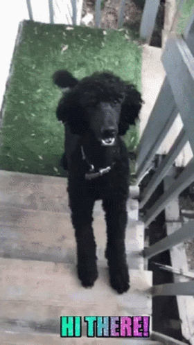 Hi There Poodle GIF - Hi There Poodle Black GIFs