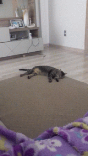 Lazzy Cats GIF - Lazzy Cats GIFs