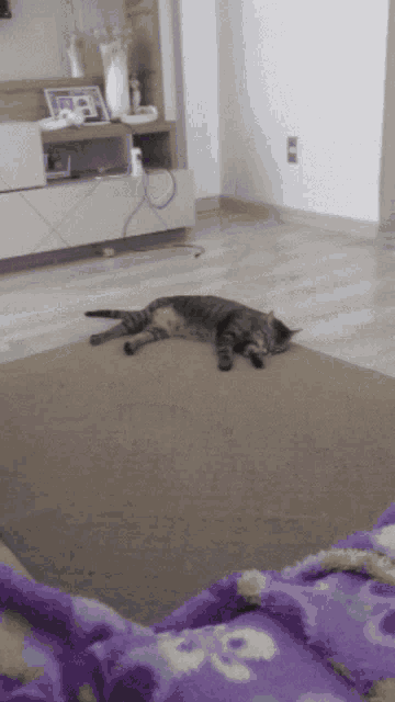a cat laying on a carpet in a living room