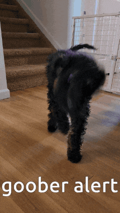a dog is standing in front of a staircase with the words goober alert below it