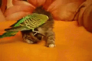 Get Offfffff GIF - Cat Parakeet Please Get Off GIFs