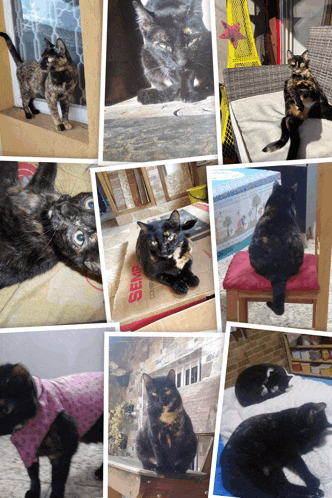 a collage of pictures of cats and a box that says benq on it