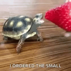 Turtle Bite GIF - Turtle Bite Strawberry GIFs