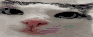 a close up of a cat 's face with a red nose and black eyes