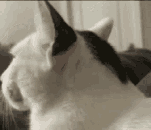 Aazninteen07 Cat Meme Face GIF - Aazninteen07 Cat Meme Face Cat GIFs