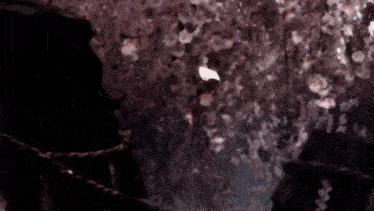 a person is standing in front of a cherry blossom tree .