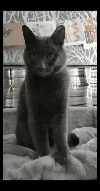 Cat Lazy GIF - Cat Lazy Massage GIFs