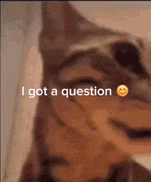 a close up of a cat with the words i got a question