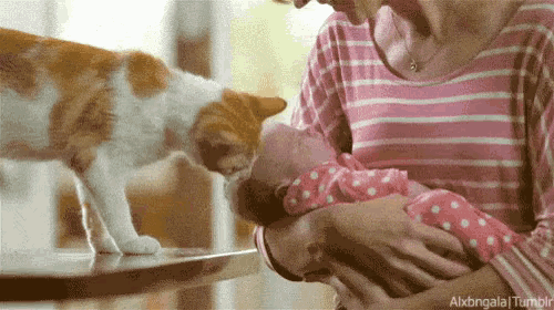 a cat is sniffing a baby 's face while a woman holds it in her arms .