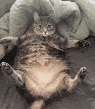a cat is laying on its back on a bed with its paws outstretched