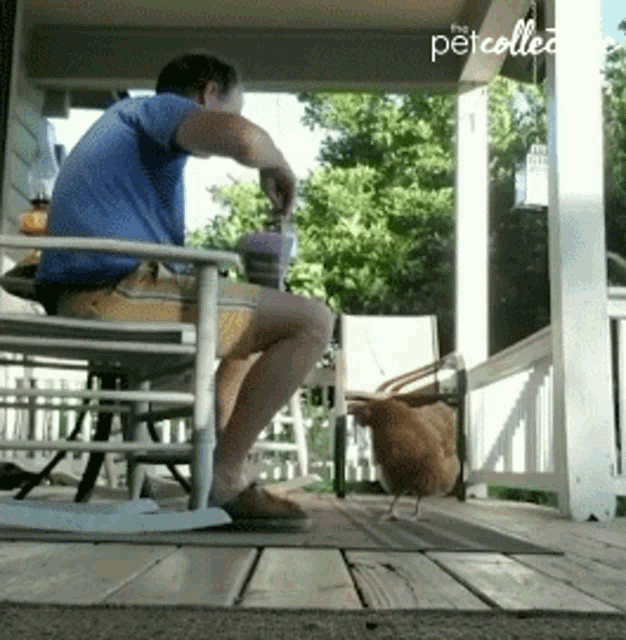 Feed Chicken GIF - Feed Chicken Hungry GIFs