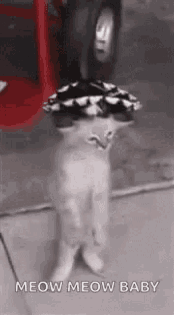 a cat wearing a hat on its head is standing on its hind legs .