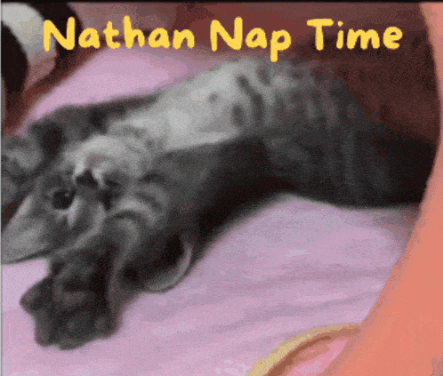 a picture of a cat with the words " nathan nap time " written above it