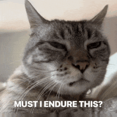 a cat with the words must i endure this on the bottom