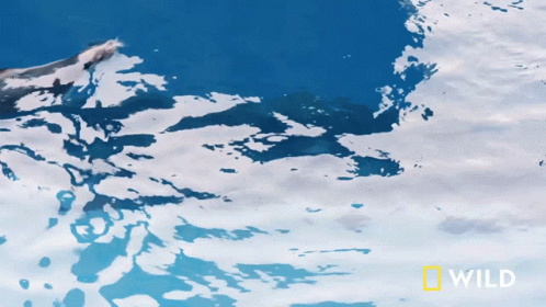 Chilling National Geographic GIF - Chilling National Geographic A Sea Lion Goes For A Walk GIFs