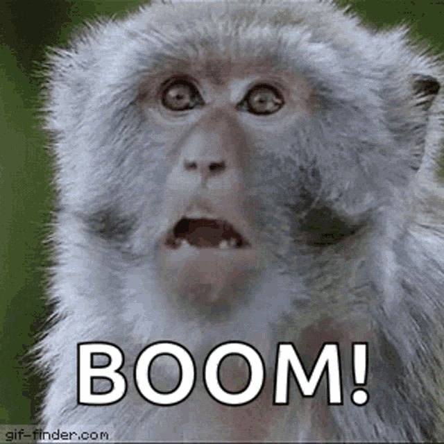 Baboon Monkey GIF - Baboon Monkey Shocked GIFs