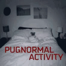 Pugs Funny Animals GIF - Pugs Funny Animals Paranormal Activity GIFs