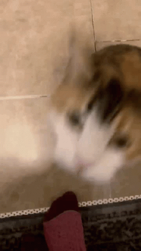Pokey Cat GIF - Pokey Cat Kisses GIFs