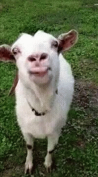 Yummy So GIF - Yummy So Goat Tongue Out GIFs