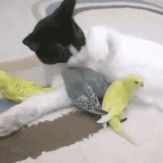 a black and white cat is playing with two parakeets on the floor .
