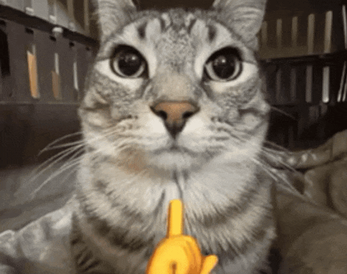 a close up of a cat with a yellow finger pointing at the camera