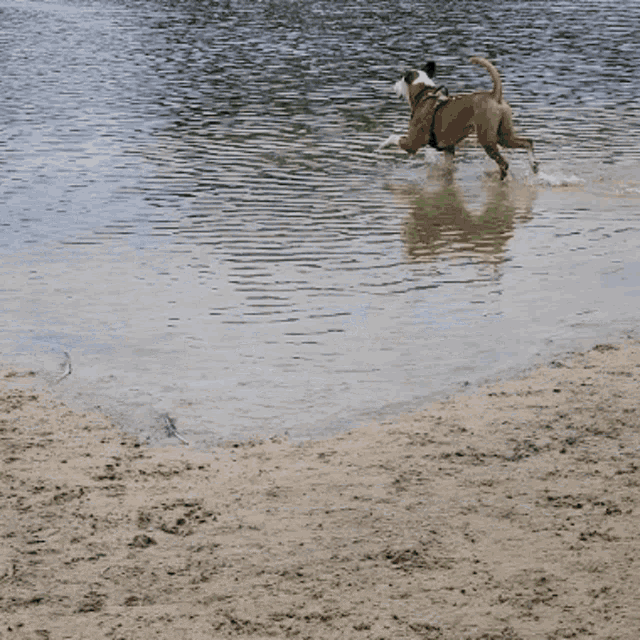 two dogs playing in a body of water with a duck in the background
