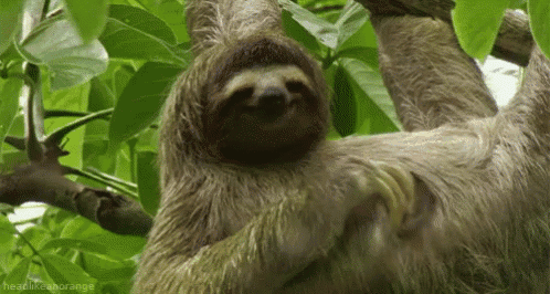 a three toed sloth hanging from a tree branch