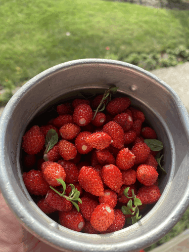 Erdbeeren GIF - Erdbeeren GIFs