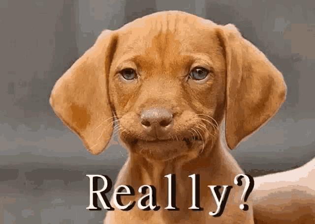 a brown puppy is being held in someone 's hand and says really