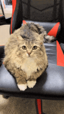 a cat is laying on a black chair with a red stripe