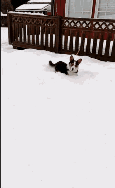 Dog Snow GIF - Dog Snow Happy Dog GIFs