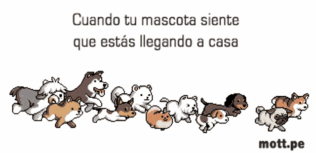 a pixel art of a row of dogs with the words " cuando tu mascota siente que estás llegando a casa " below them