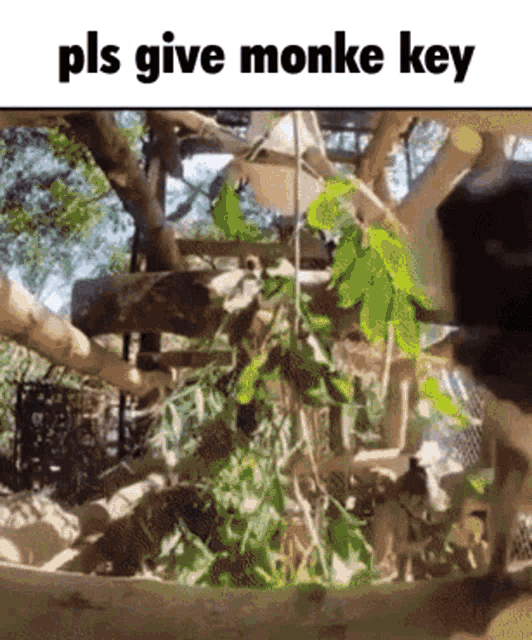 Monkey Key Risky Ropes GIF