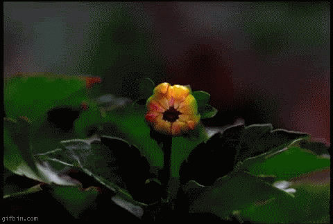 Flower GIF - Flower GIFs