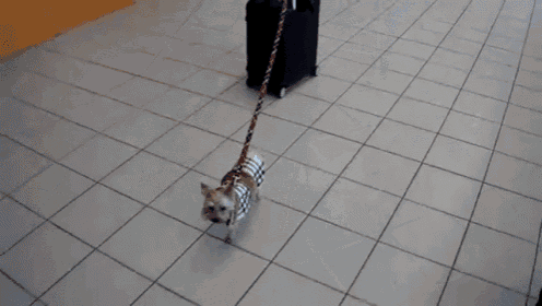 Got Places To Go And Butts To Sniff GIF - Little Dog Airport GIFs