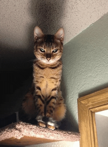 a cat is sitting on a shelf and looking up at the camera