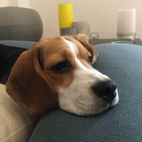 Beagle No GIF - Beagle No No No GIFs