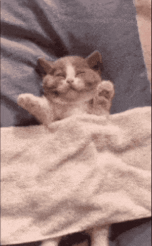 a cat with its eyes closed is laying on a bed
