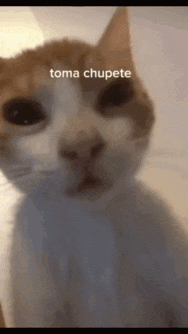 a close up of a cat 's face with the words toma chupete written above it