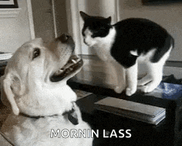 a dog and a black and white cat are standing next to each other on a table .