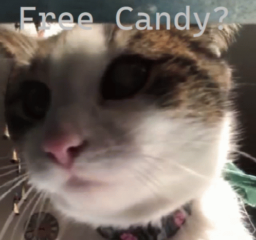 Free Candy Cat Cat GIF - Free Candy Cat Cat GIFs